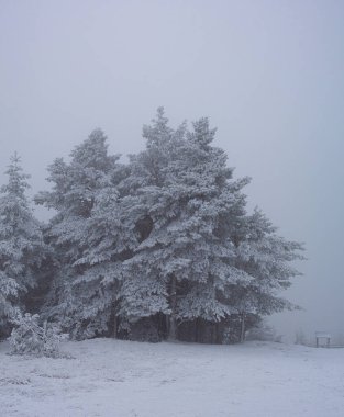 Sırbistan 'ın Zlatibor kayak beldesinde çam ağaçları karla kaplandı