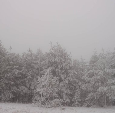 Sırbistan 'ın Zlatibor kayak beldesinde çam ağaçları karla kaplandı