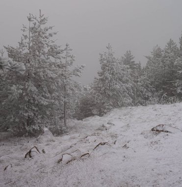 Sırbistan 'ın Zlatibor kayak beldesinde çam ağaçları karla kaplandı