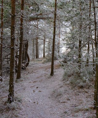 Sırbistan 'da kar altında çam ağaçları olan ormanda yol