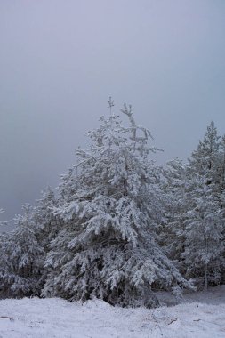 Sırbistan 'ın Zlatibor kayak beldesinde çam ağaçları karla kaplandı
