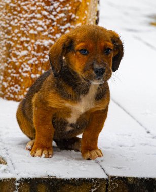 Sırbistan 'ın Zlatibor kayak beldesinde kar üzerinde küçük şirin pençeye yakından bak