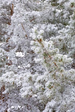 Sırbistan 'ın Zlatibor kayak merkezindeki sisli ormandaki çam ağaçları karla kaplandı