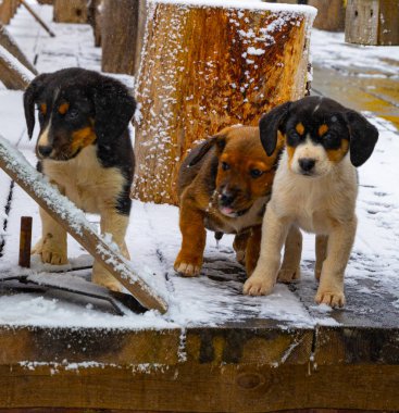 Sırbistan 'ın Zlatibor kayak beldesinde kar üzerinde şirin pençeler