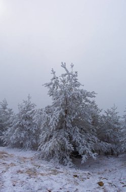 Sırbistan 'ın Zlatibor kayak beldesinde çam ağaçları karla kaplandı