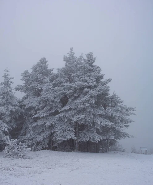 Sırbistan 'ın Zlatibor kayak beldesinde çam ağaçları karla kaplandı