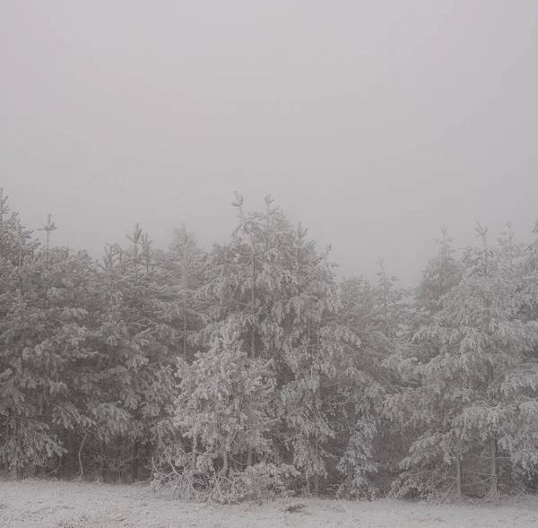 Sırbistan 'ın Zlatibor kayak beldesinde çam ağaçları karla kaplandı