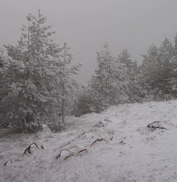 Sırbistan 'ın Zlatibor kayak beldesinde çam ağaçları karla kaplandı