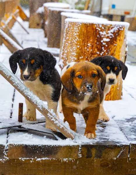 Sırbistan 'ın Zlatibor kayak beldesinde kar üzerinde şirin pençeler