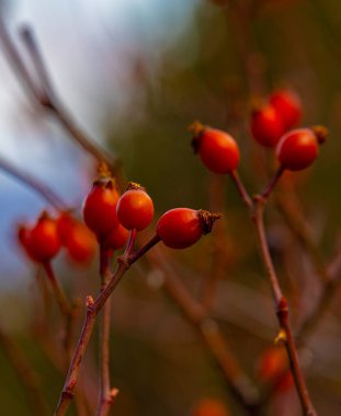 Kıbrıs Rum Kesimi 'nin Troodos dağlarındaki Rosehip meyvelerine yakından bak