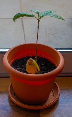Avokado küçük bitki çiçek saksısında büyüyen pencere kenarında daire ve avokado filizi ve avokado tohumu