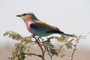 Leylak göğüslü silindiri