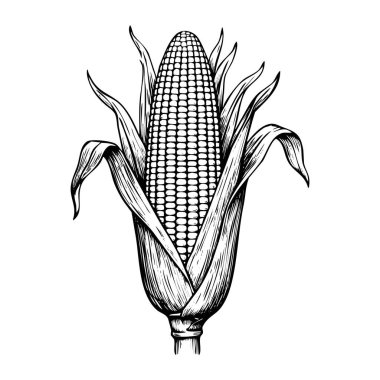 Detailed black and white drawing of an ear of corn with husk and kernels visible.