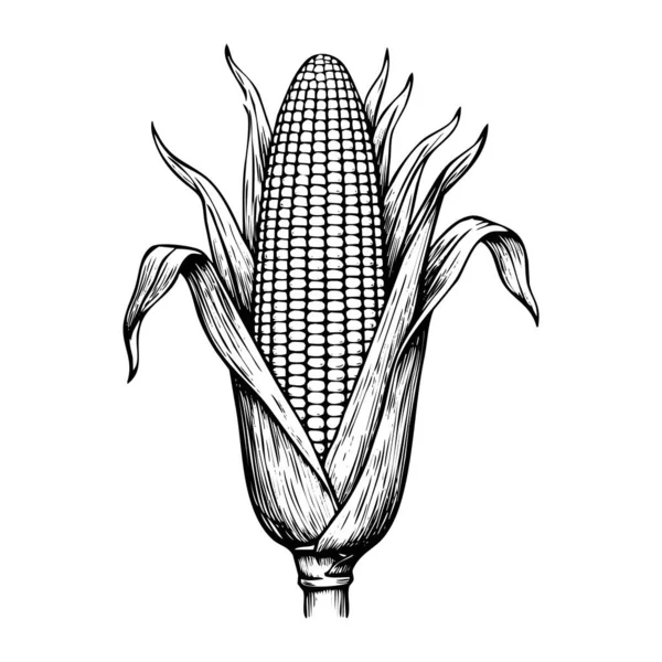 Detailed black and white drawing of an ear of corn with husk and kernels visible.