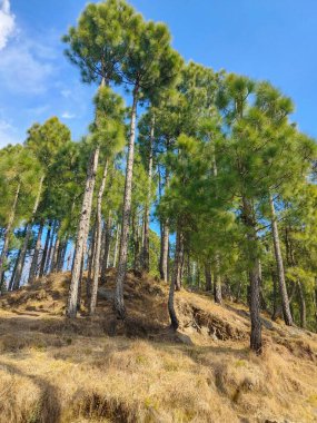 Bir yamaçtaki çam ağaçları mavi gökyüzüne karşı doğal bir orman manzarası yaratır..