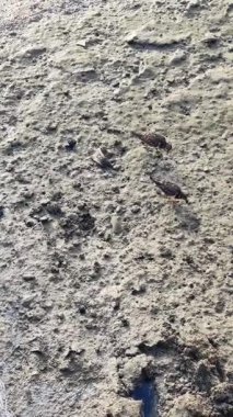 Sahilde yiyecek ararken turnstone kuşları