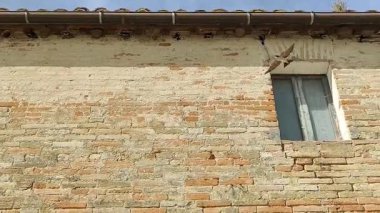 swallows build their nests under an old gutter