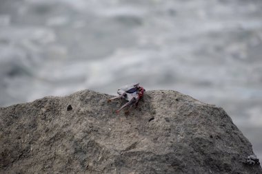 Deniz kenarındaki pürüzlü bir kayaya tünemiş bir yengecin yakın çekimi, doğal ortamında deniz yaban hayatını ve kıyı doğasını gösteriyor..