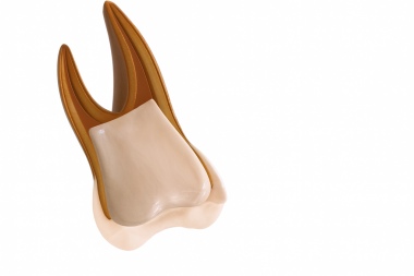 endodontik endodontik prosedür diş kesiti 