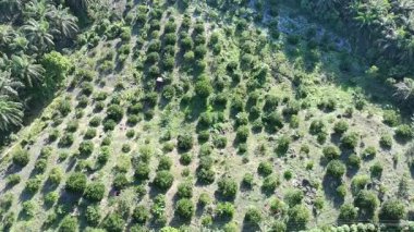 Çeşitli şekillerde büyüyen yeşil turuncu tarlalar