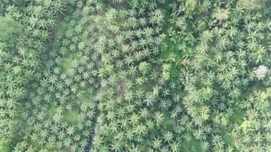 Çeşitli şekillerde büyüyen yağ palmiyeleri