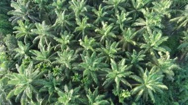 Çeşitli şekillerde büyüyen yağ palmiyeleri