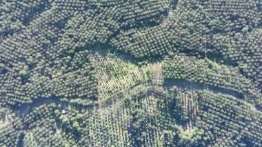 Çeşitli şekillerde büyüyen yağ palmiyeleri