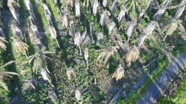 Çeşitli şekillerde büyüyen yağ palmiyeleri