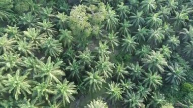 Çeşitli şekillerde büyüyen yağ palmiyeleri