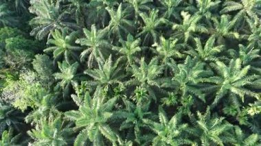 Çeşitli şekillerde büyüyen yağ palmiyeleri