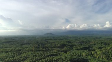 Çeşitli şekillerde büyüyen yağ palmiyeleri
