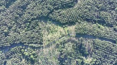 Çeşitli şekillerde büyüyen yağ palmiyeleri