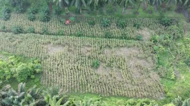 Öğleden sonra eski mısır tarlası