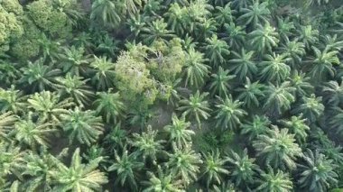 Çeşitli şekillerde büyüyen yağ palmiyeleri