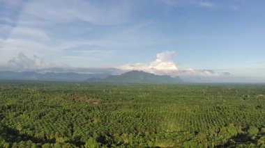 Öğleden sonra yağ palmiyesi ekimi