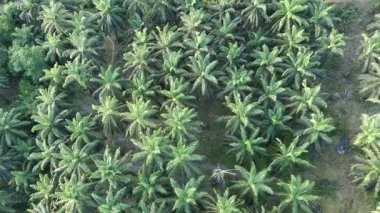 Öğleden sonra yağ palmiyesi ekimi