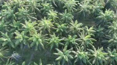 Öğleden sonra yağ palmiyesi ekimi