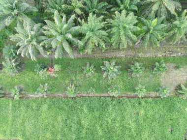 Öğleden sonra palmiye yağı pişirmek için kullanılır.