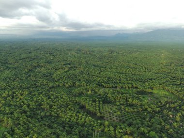 Öğleden sonra palmiye yağı pişirmek için kullanılır.