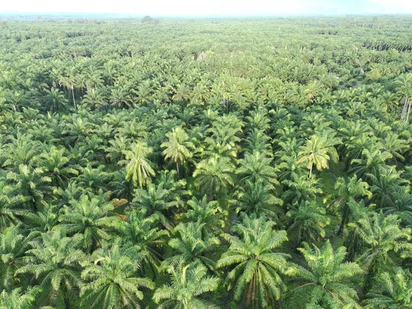 Öğleden sonra palmiye yağı pişirmek için kullanılır.