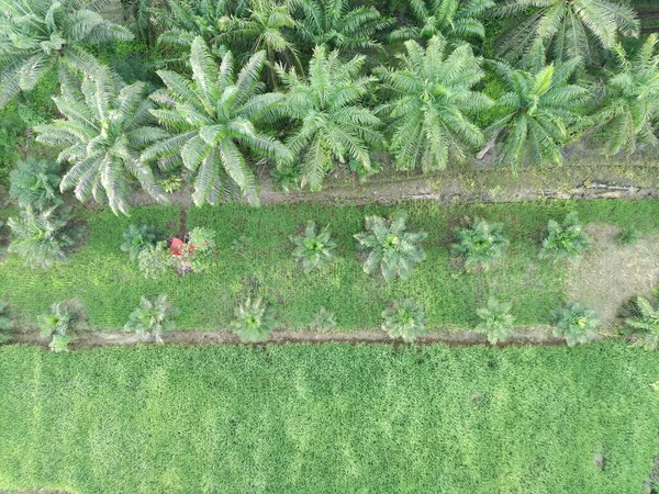 Öğleden sonra palmiye yağı pişirmek için kullanılır.