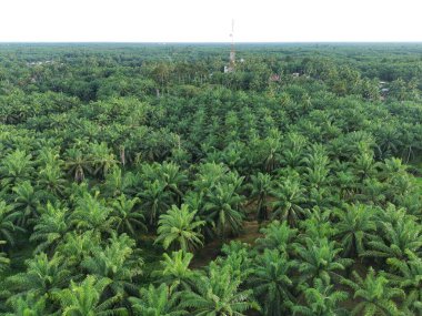 Öğleden sonra palmiye yağı pişirmek için kullanılır.