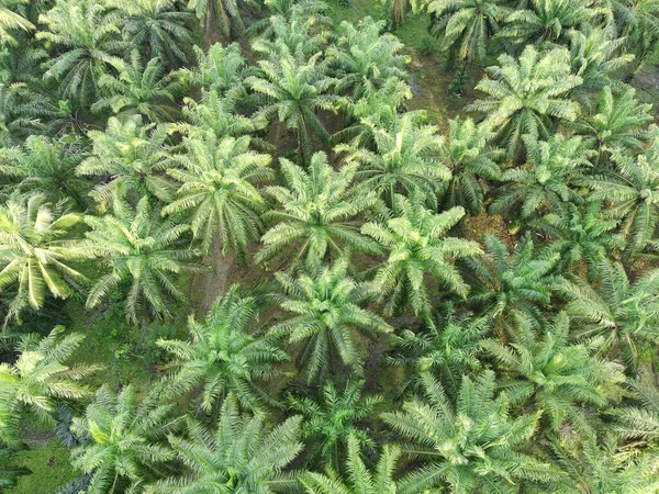 Öğleden sonra palmiye yağı pişirmek için kullanılır.