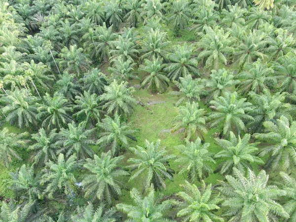 Öğleden sonra palmiye yağı pişirmek için kullanılır.