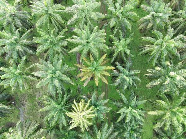 Öğleden sonra palmiye yağı pişirmek için kullanılır.