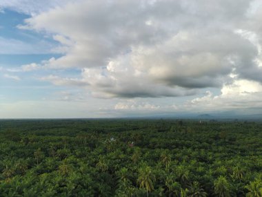 Öğleden sonra palmiye yağı pişirmek için kullanılır.