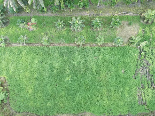Öğleden sonra palmiye yağı pişirmek için kullanılır.