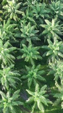 Öğleden sonra palmiye yağı pişirmek için kullanılır.