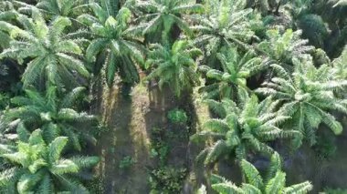 Öğleden sonra palmiye yağı pişirmek için kullanılır.