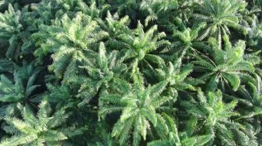 Öğleden sonra palmiye yağı pişirmek için kullanılır.